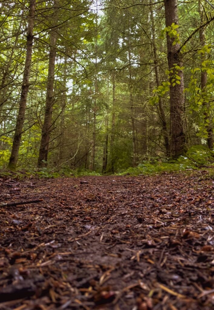 Sunlit evergreen forest trail typical of Redmond parks and watershed preserve